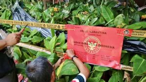 Karantina Kalsel Segel Ribuan Bibit Pisang Kepok Ilegal Asal Ngawi