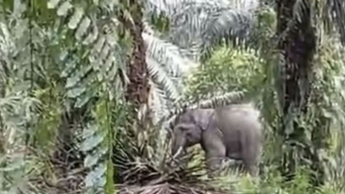  Habitatnya Terendam Banjir, 2 Gajah Sumatera Masuki Pemukiman Warga di Riau