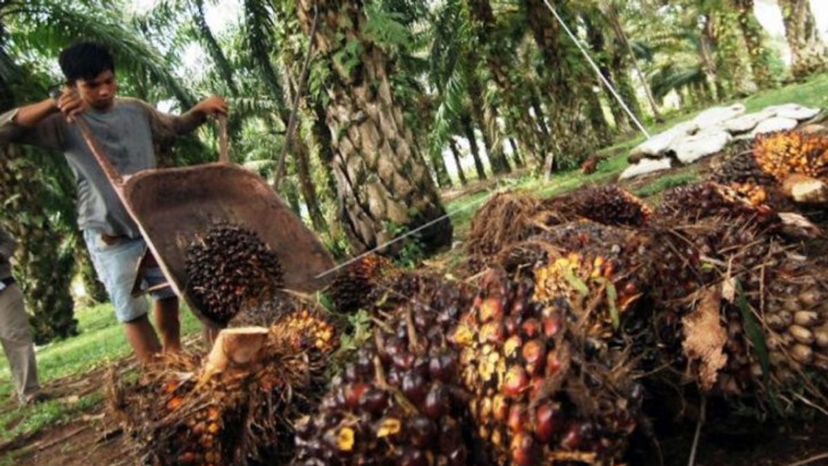 Palm Oil Potentially Becomes Environmentally Friendly Aircraft Fuel