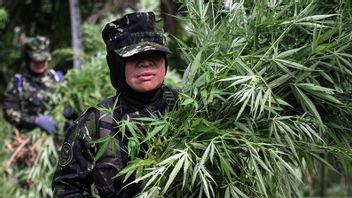 BNN Détruit 5 000 Tiges De Marijuana Et 20 000 Graines Pesant 3 Tonnes Dans Le Nord D’Aceh, Le Coupable S’est échappé