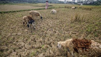 茂物在7公顷的稻田未能收获后需要额外的大米供应