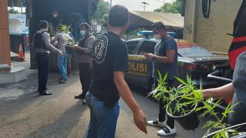  La Police De Jakbar Perquisitionne Une Plantation De Cannabis Hydroponique à Brebes