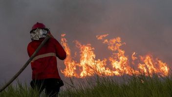 5,5 Hektare Hutan Lindung di Sumba Barat Daya Karhutla Akibat Bakar Rumput Kering di Pinggir Jalan