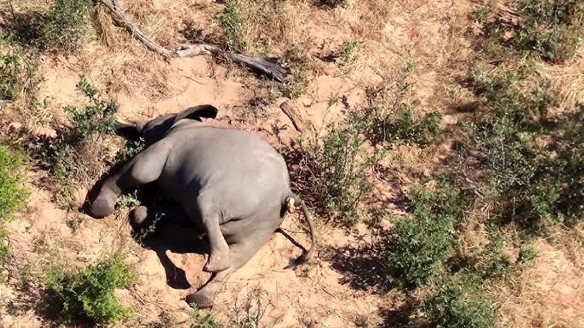 castique : des centaines d'éléphants au Botswana sont morts mystérieusement