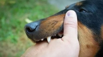 2 Puskesmas di Jambi Siap Obati Rabies 24 Jam, Ini Alamatnya 