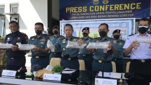 TNI AL Gagalkan Penyelundupan 466.000 Benur Lobster Senilai Rp46,7 Miliar