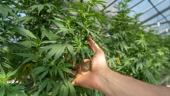 Maroko Pionir Legalisasi Ganja di Timur Tengah Resah, Petaninya Ingin Jual-Beli untuk Rekreasi 