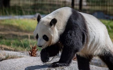 Tak Sanggup Biaya Pemeliharaan, Finlandia akan Kembalikan 2 Panda Raksasa ke China