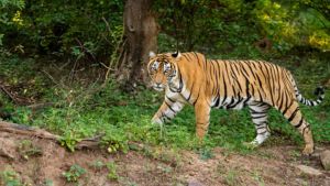 BKSDA Gives Warning Tigers Circulating In West Lampung