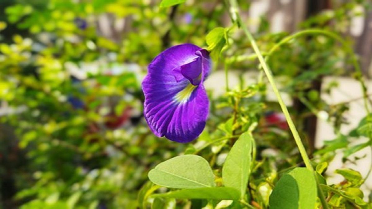 فوائد زهور التيلانج لصحة كاملة عن طريق معالجتها بسهولة