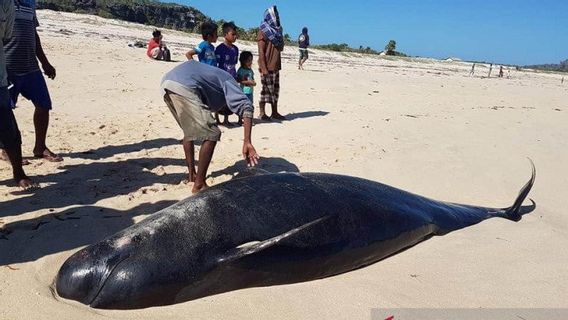 Belasan Paus Pilot Terdampar di Pesisir Pantai NTT