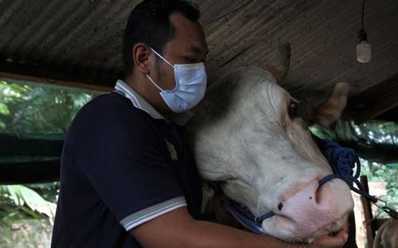 Jokowi Kurban Sapi ke Seluruh Provinsi untuk Iduladha Tahun Ini, Paling Berat 1,4 Ton Dikirim ke NTB