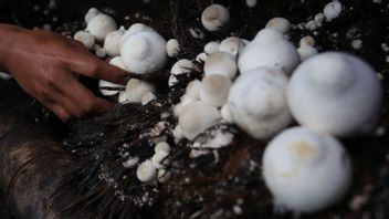 人力部与IPB合作，向库塔龙目岛旅游村拨款数亿美元，正在开发牡蛎蘑菇种植