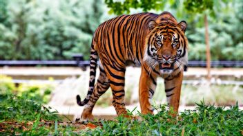 Il A Dit, Les Tigres De Java Sont Toujours Dans Les Montagnes De Muria