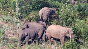 Cegah Konflik dengan Manusia, Pemkab Dukung Translokasi Gajah Liar ke Gunung Raya OKU Sumsel