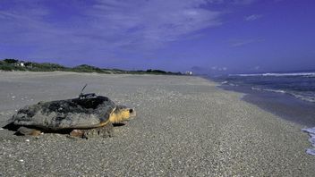 This Green Turtle Takes an Amazing Migration Route of 24,000 Kilometers