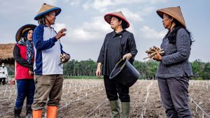 Di Tulang Bawang, Puan Ikut Tanam Singkong Bareng Petani: Kelihatannya Mudah, Ternyata Tidak