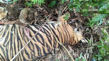    Harimau Ditemukan Mati di Aceh Timur