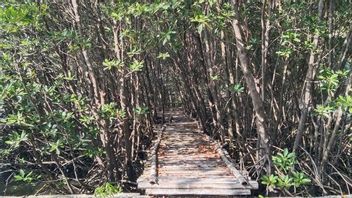 Anies Genjot's Office Planting Mangroves Rob On The Jakarta Coast