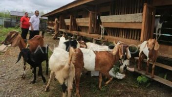  BRIN Teliti Kambing Lakor Maluku, Pertahankan Kemurnian Genetik Lokal dari Ancaman Erosi