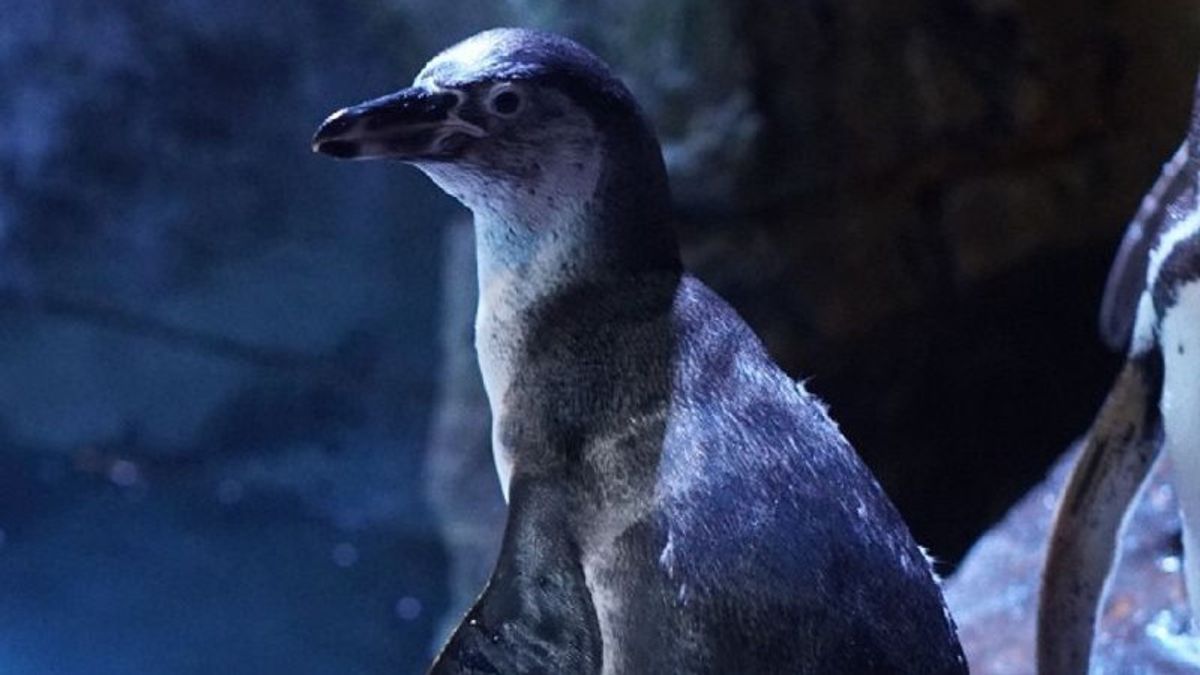 Jakarta Aquarium & Safari Umumkan Kelahiran 2 Bayi Pinguin Baru, Belum Diberi Nama