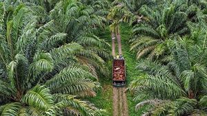 Benarkah Sawit Boros Air? Ini Kata Guru Besar IPB