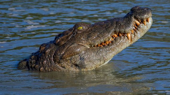 Diterkam Buaya, Jasad Bocah 5 Tahun di Bangka Baru Ditemukan