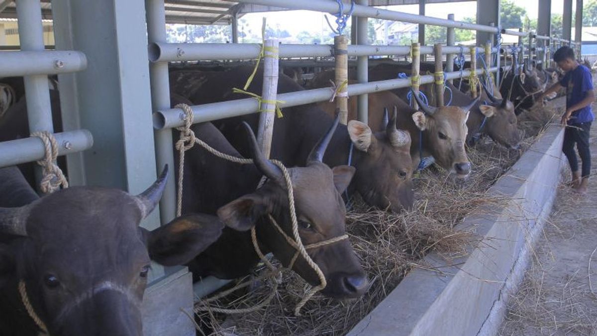 Governor Viktor Issues Instructions For Prohibition Of Cattle Entry Into NTT