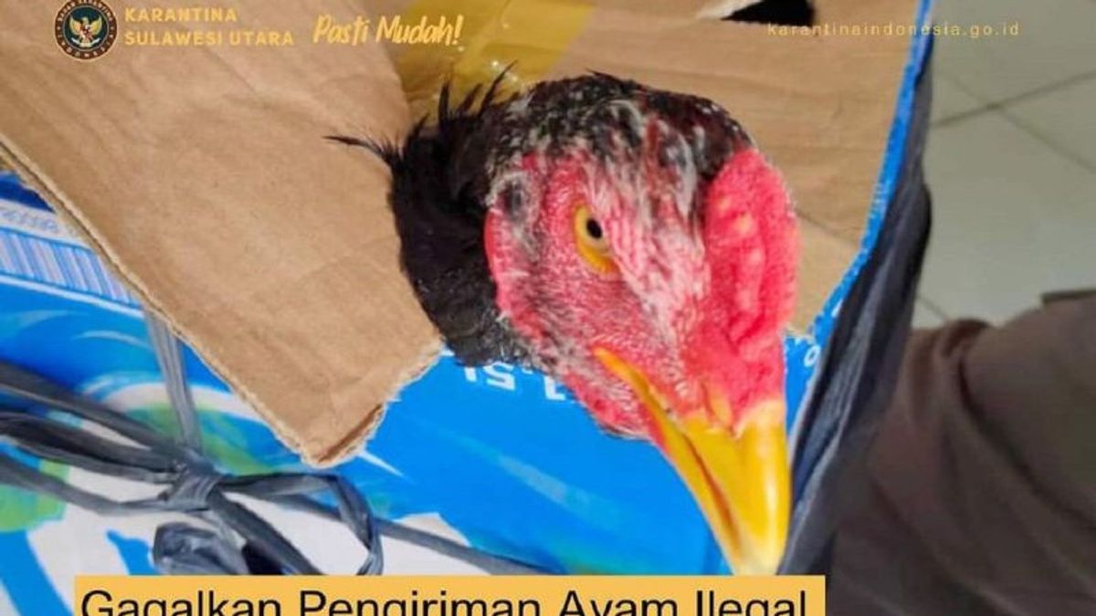 Karantina Gagalkan Pengiriman Ilegal Unggas ke Maluku Utara