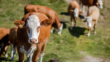 Bird Flu Virus Detected In Oklahoma Dairy Cattle Farm