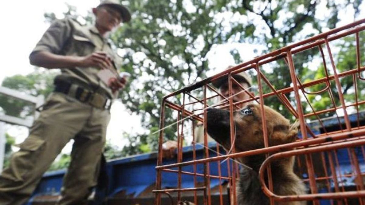 Video Penangkapan Anjing Viral, Kepala Satpol PP Bantah Ada Penyiksaan Anjing