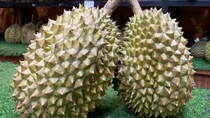 Different Durian Bawor And Musang King: Which One Is Superior?