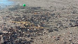 Pantai Ulee Lheue Banda Aceh Tercemar Tumpahan Batu Bara