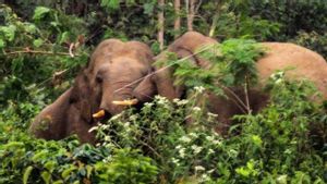 BKSDA Mengaku Kewalahan Atasi Gajah Liar di Aceh Jaya