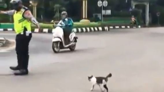 Jangan Lupa Berbuat Baik, Contohnya Pak Polisi Ini Bantu Kucing Menyeberang Jalan