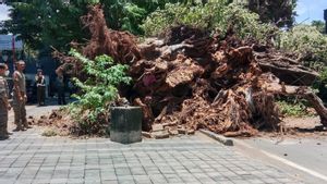 4 Warga Mataram Tertimba Pohon Tumbang Imbas Angin Kencang Dibawa ke IGD RSUP NTB