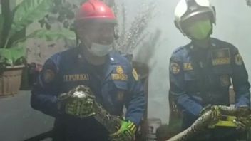 VIDEO: 5 Meter Phyton Snake Evacuated