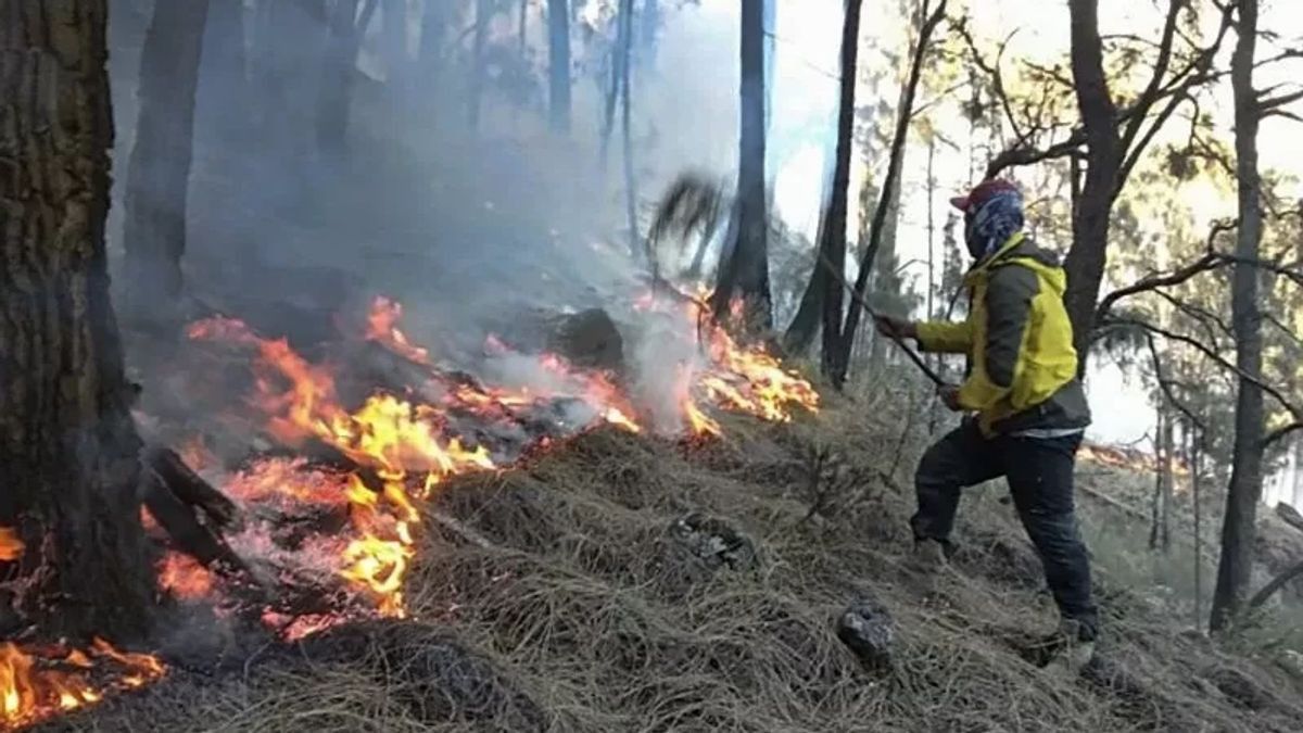 チトー省、すべての地方自治体へ:森林・土地火災の予測に向けた予防努力の強化