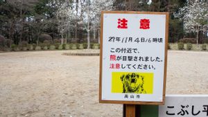 Jepang akan Meningkatkan Langkah Pengendalian Populasi Beruang di Tengah Lonjakan Kematian