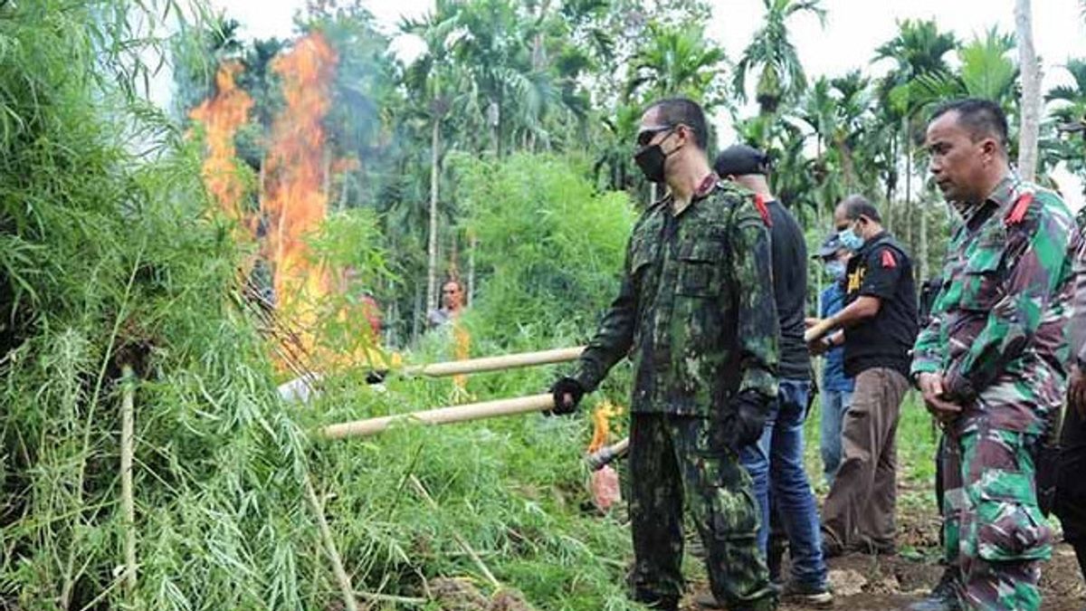 There's A 6 Ha Marijuana Field In North Aceh, Hidden On A Hillside