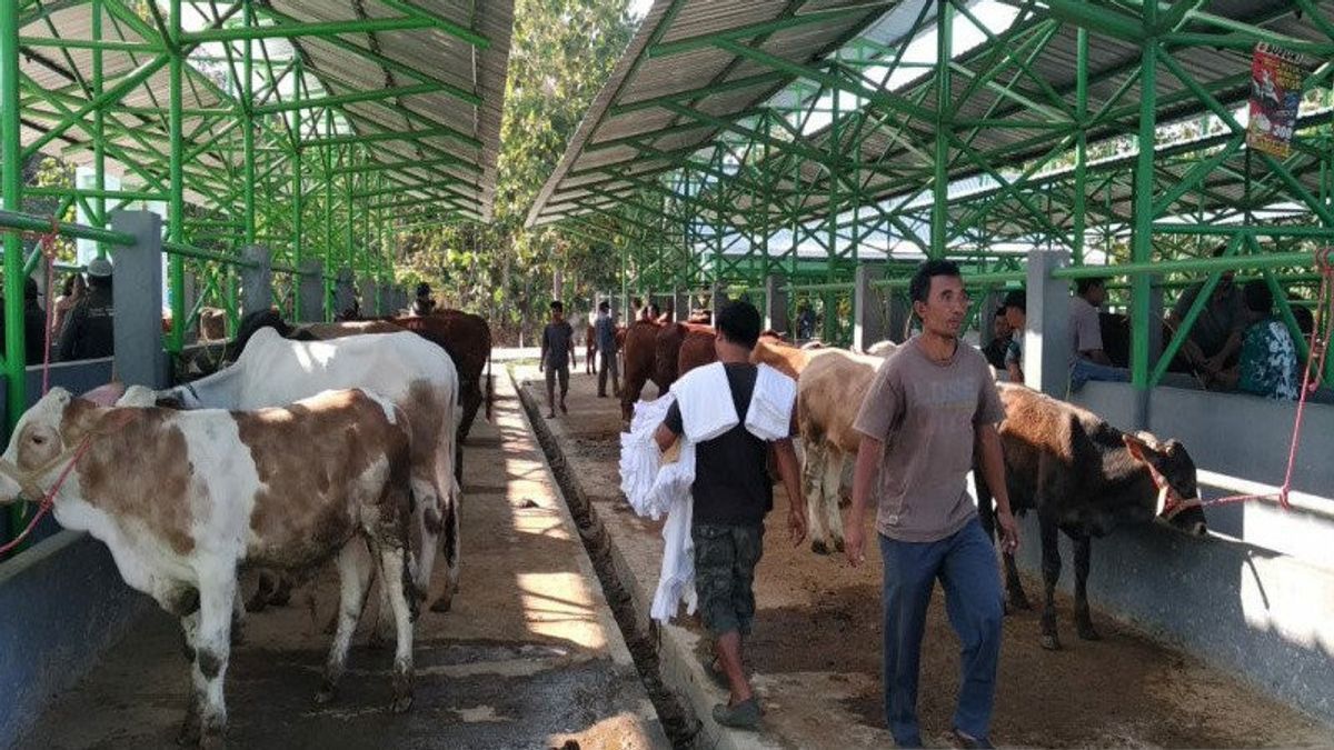 تفشي مرض الحمى القلاعية يجعل البيع بالذعر والمزارعين يخفضون الأسعار الهائلة: يمكن بيع الماشية التي تم قطعها قسرا من 25 مليون روبية إندونيسية مقابل 8 ملايين روبية إندونيسية