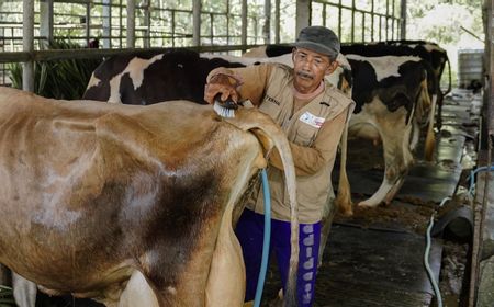 Sapi Jersey yang Protein dan Lemaknya Lebih Tinggi Kini Diuji Coba di Indonesia