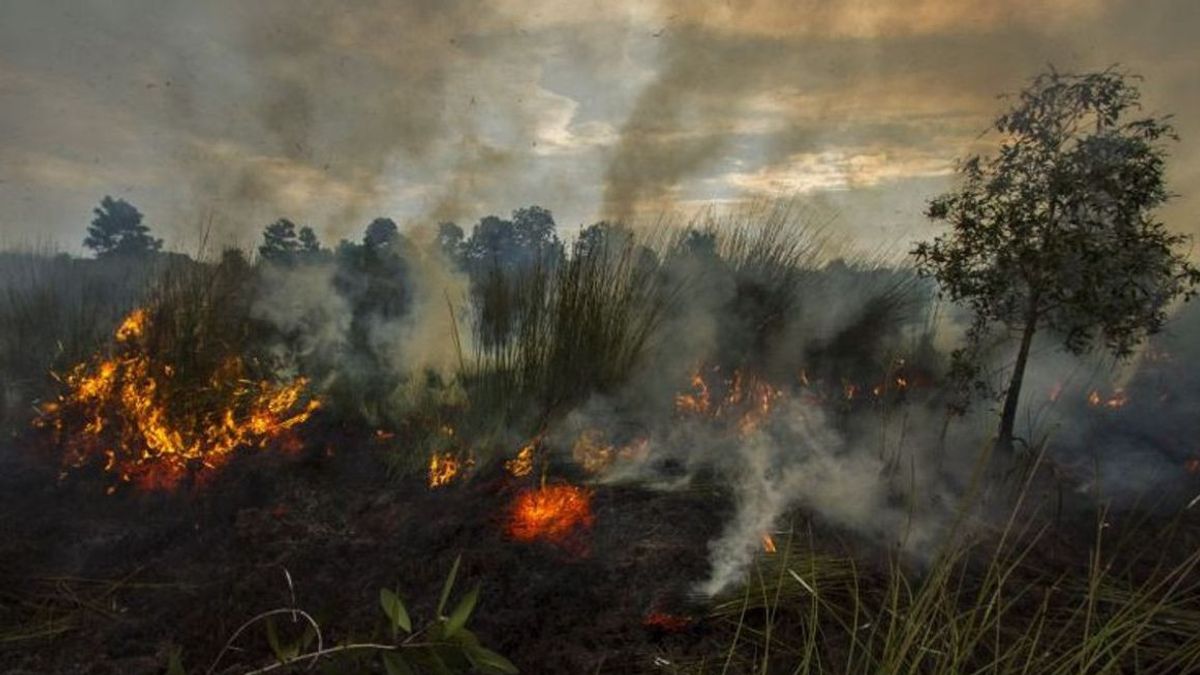 BPBD Riau、TMCと水爆撃ヘリコプターのBNPBへの支援を要請