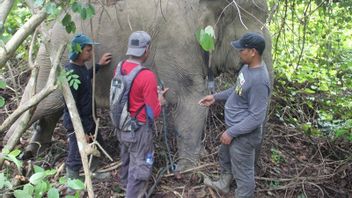 Herds Of Elephants Damaged Oil Palm Plantation To Citizens' Lodges In East Aceh