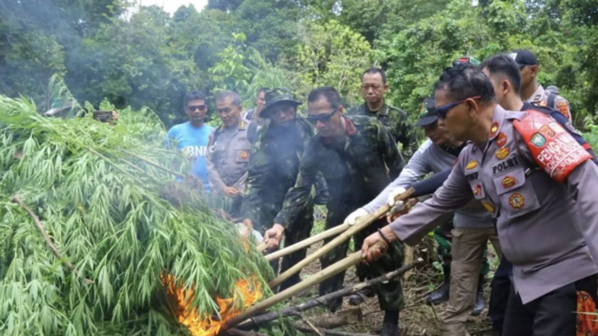 亚齐的大麻田占地8，013平方米，种植了13，000根茎，最终被摧毁