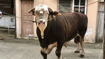 Prabowo Prepares 18 Sacrificial Animals For Eid Al-Adha For South Sumatra