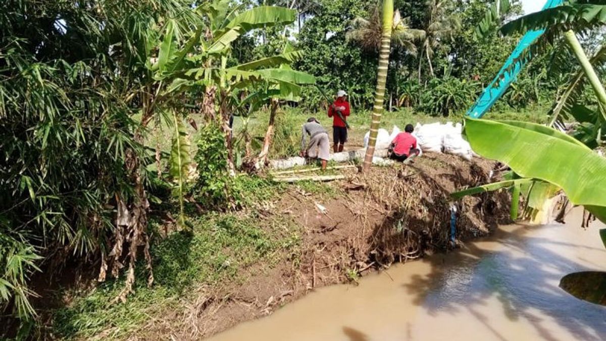 Jebol Embankment In Cilacap Rendam 15 Hectare Sawah, Heavy Equipment Deployed For Handling