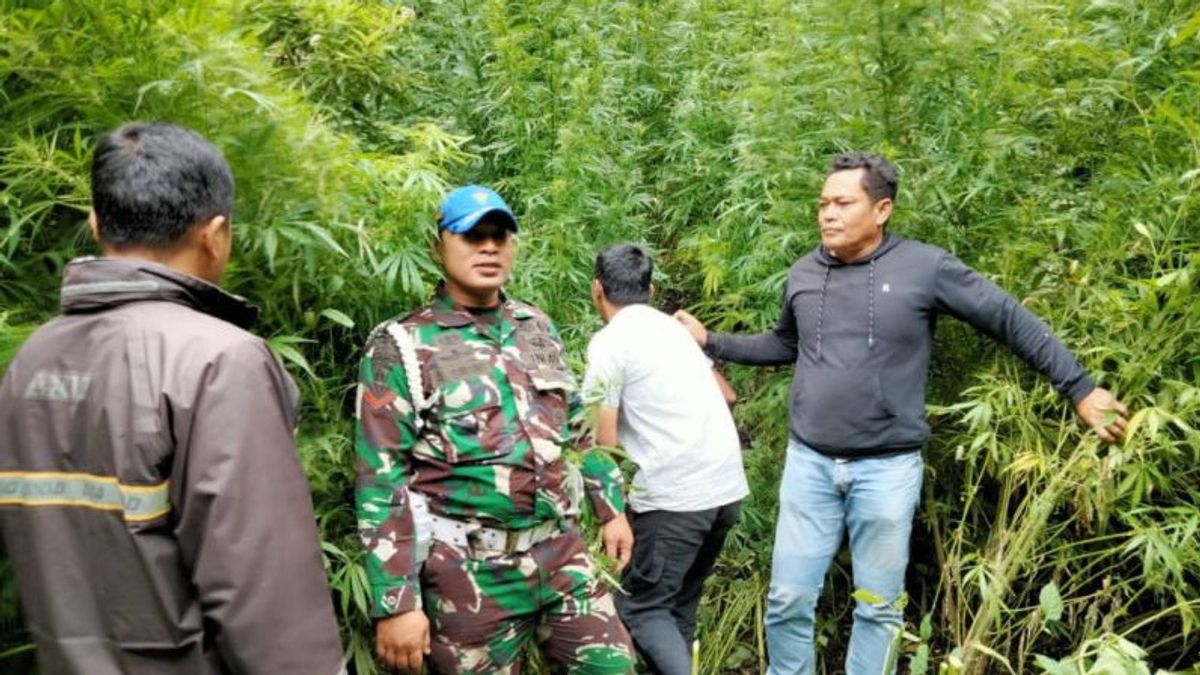 TNI Members Find Cannabis Fields In Kar-Made Forests