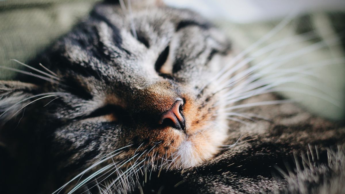 7 Fakta Fungsi Hidung Pada Kucing, Tidak Sekadar untuk Indra Penciuman