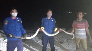 2 Serpents Python Sécurisés Sur L’île Pulau Seribu Pari